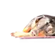 74388183107571848256633446996010033662379072698002169646249461039960736923649