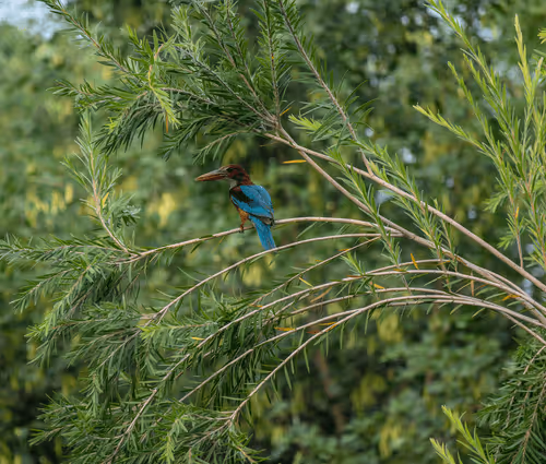 Item #81039049813216597257953829520223769972049979763513540310904561901251476848641 Media