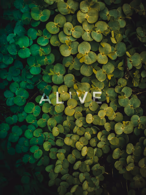 Item #25616082582926581849828542289953210650844898071757148195180127648553472360449 Media