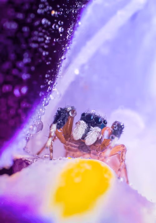 Item #10009359903282094537398543197541078073067770590855434614987939330222848999434 Media