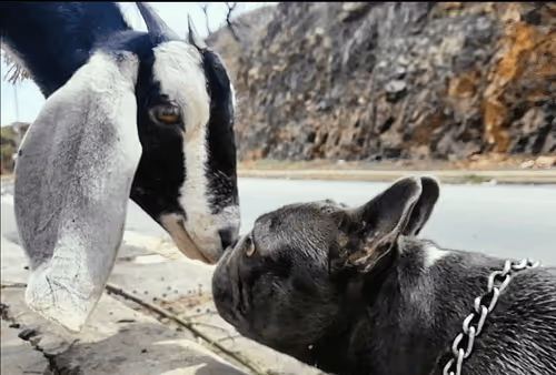 Item #32237202173720727343948986965561335091197107318394763909165930978108376088577 Media