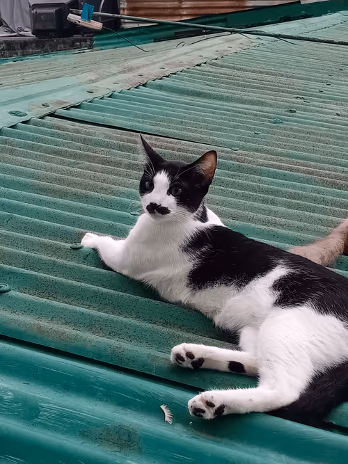 Item #89331665747570926078978904565151837822788080939742704876963867110602035953665 Media