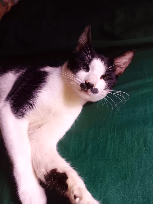 Item #89331665747570926078978904565151837822788080939742704876963867111701547581441 Media