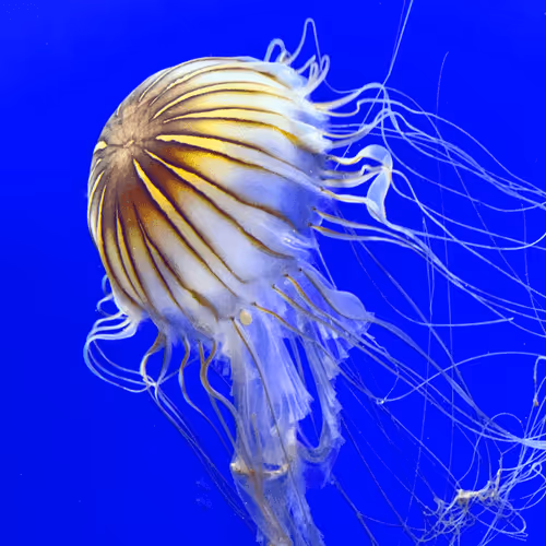 Item #108333172836631629328696584714053398631603269563571358519615745515325824696321 Media