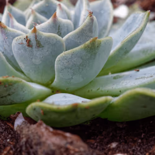 Item #47344123980109973813634142770242239438764360713225161879961011967062297280513 Media