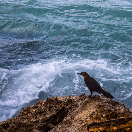 Item #18947357463558083308743301085332703717298258712978794536174415206585028575233 Media