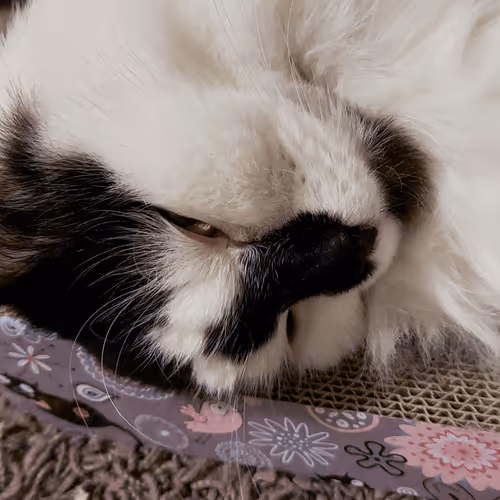 Item #13161020314009032005485822086301964352885579695205061807387255151990885318657 Media