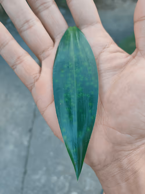 Item #31081804352330578596568685091517160537930858517835942894700270019699546259457 Media