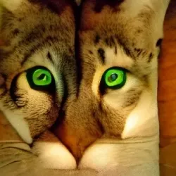 Regard Felin