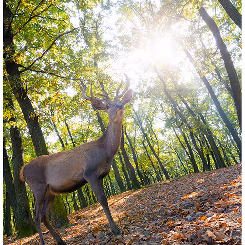 Nature Photographer 177169894