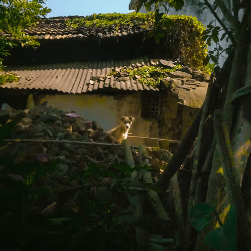 Item #25616082582926581849828542289953210650844898071757148195180127666145658404865 Media