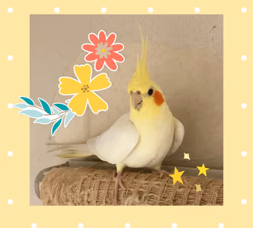 Untitled Collection #39102306