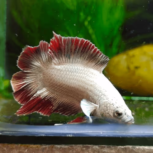 Item #107725212569464728039865251976365582145695756686242387333622912134091005493249 Media