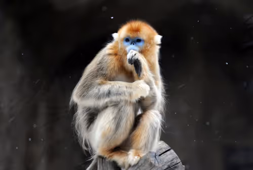 Item #45594647201663347778086533366212020564774309010196825968467676444901744050177 Media