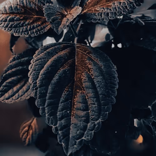 Item #75869817590340460685317939374360076253263101056567316776239183283242468900865 Media