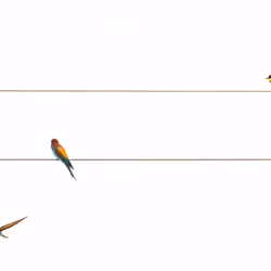 Birds Symphony #14