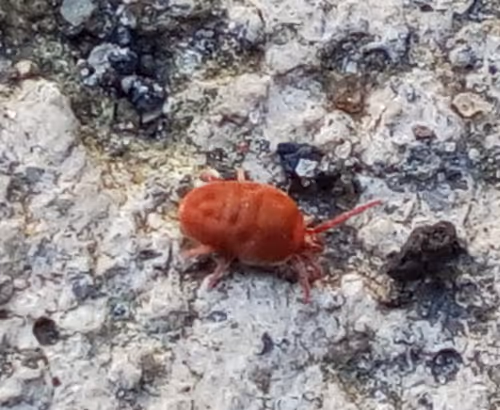 Item #18279368597565041265121237626867746954701071610314993633361532901610219372545 Media