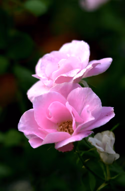 Item #56943947837122673731930897750220814689639948529564795848618456934166560768001 Media