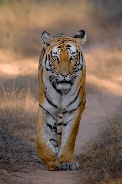 Item #61684684013370051227163866082320023750896296023852719411798081167703870013590 Media