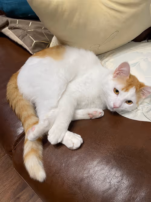 Item #57432309319676179700798702069366385585354272226932054472084541817690079100929 Media