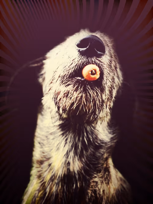 Item #57108856801896560903746486383639662779373746189961117065333784839023461662721 Media