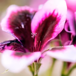 Flower #29