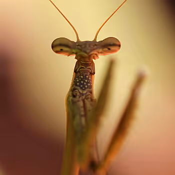 Item #28768809638203180529310895401808778562039379170180360766207551178450860507137 Media