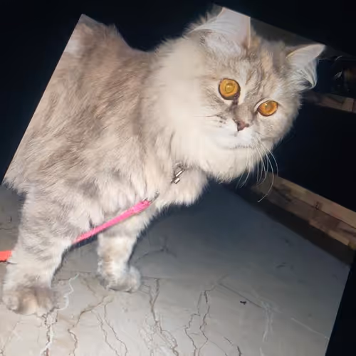 Untitled Collection #65978185