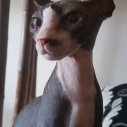 Sphynx poniendo antena