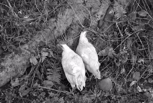 Item #109579018027133606473158902058456759875658318669045531735484408872564519075841 Media