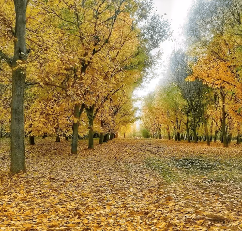 Item #56114376456071127857600424164689415620023799023345491191686521119489440874497 Media