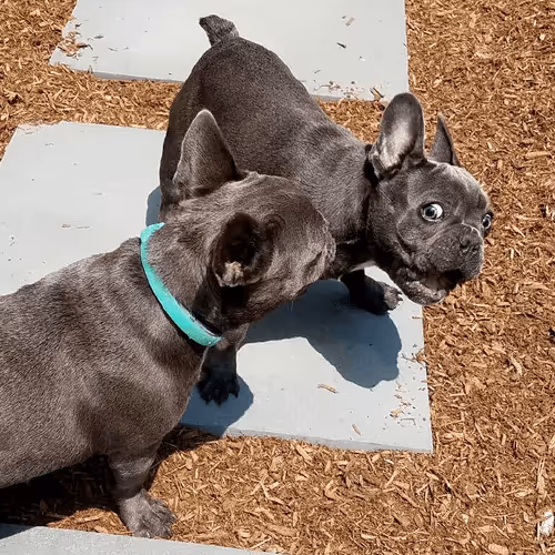 99031261785432219130552668818269695456905868997165113515571762368729254461441