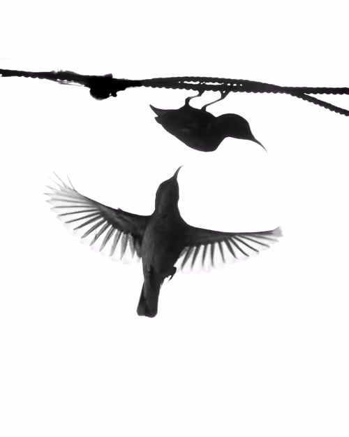 Item #81021125927319738248782265414095126992260024801395774722402146454142569152513 Media