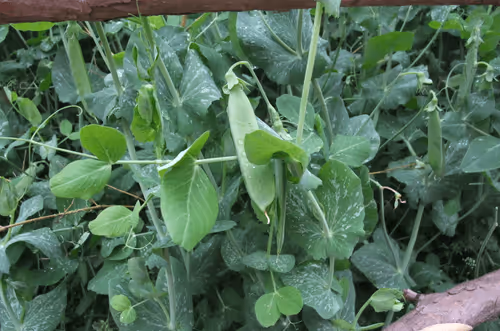 Untitled Collection #53946163