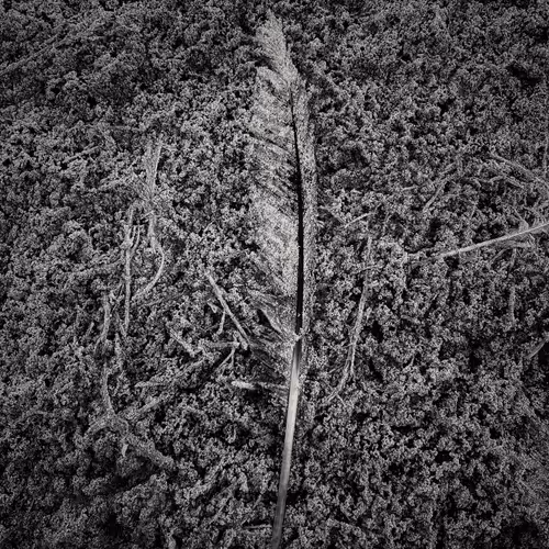 Salty Nature