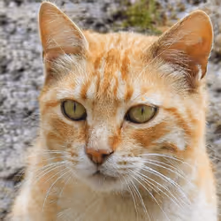 106393158711752592444527764053332067386103257112262188176365272628321662795777