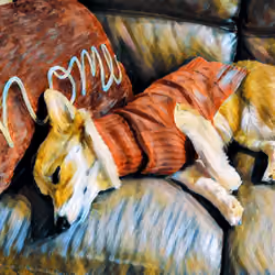 CORGI #20