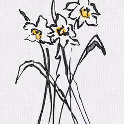 Daffodils