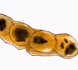 Mitarashi Dango
