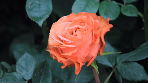 Item #68327891815088974381680309106564733444446266155657330601700582184264157626369 Media