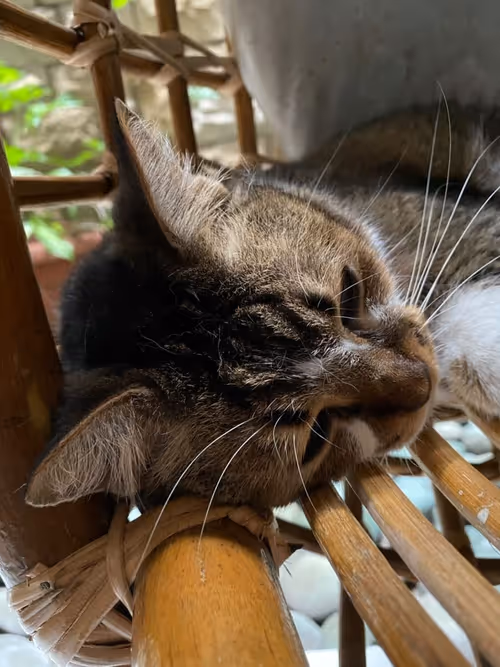 Item #98067606819010704980002055146408125819543828101100051405361958638121260154889 Media