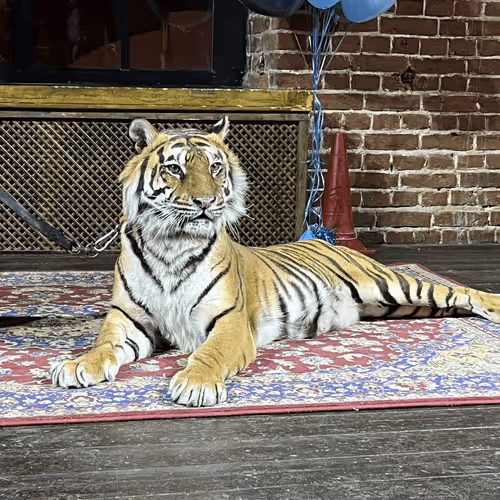 tired tiger
