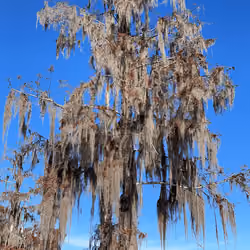 Haunted Tree Relgion