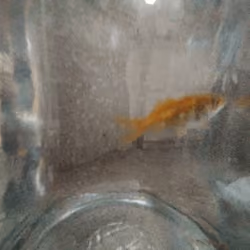 nemo