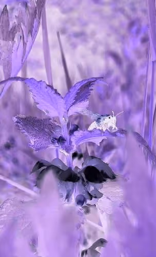 Untitled Collection #156303094