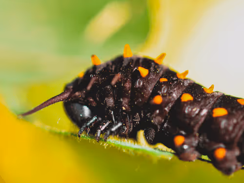 Item #1864235862486587087410937482126233260088053295403624046406936184583348027393 Media