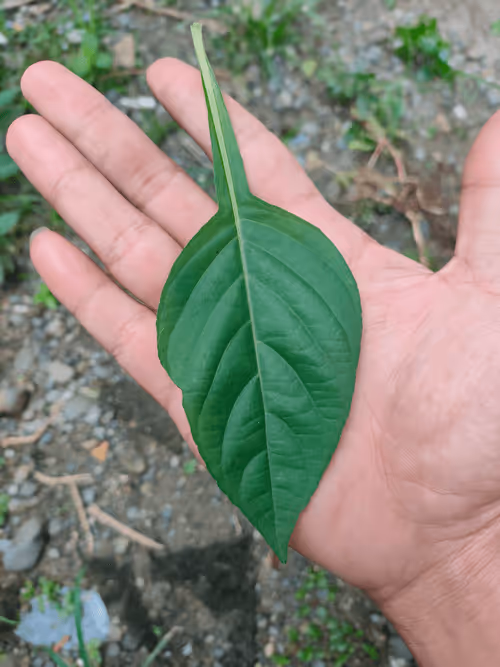 Item #31081804352330578596568685091517160537930858517835942894700269995510290448385 Media