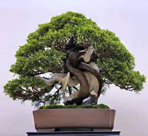 Item #104496985584808197411299000803927756186977529206466580863662692684539025686529 Media