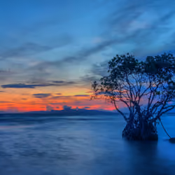 The Lonely Tree