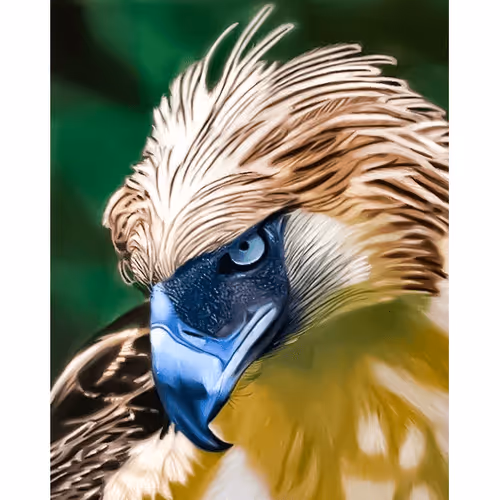 Monkey-Eating Eagle